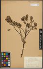 Foto von Salix phylicifolia L.